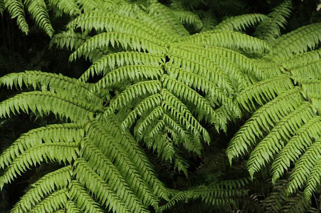 fougere-biodiversite.jpg