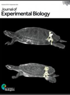 Effects of elevated pCO2 and feeding on net calcification and energy budget of the Mediterranean cold-water coral Madrepora oculata