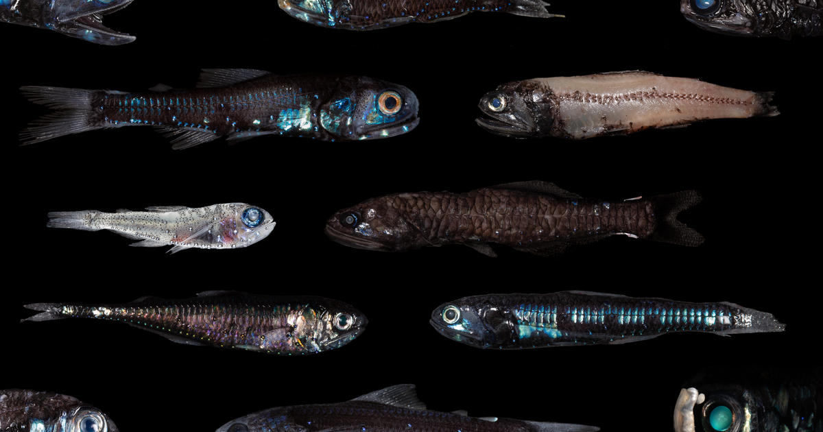 Fishing in the Twilight Zone: Illuminating governance challenges at the