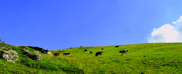 Vaches dans un pré - trajectoires agricoles illustration