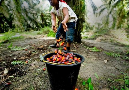 oil palm