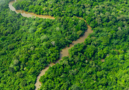 Tropical forests: investing for better conservation