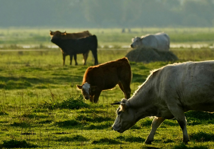 Quel avenir pour les filières viande en France ?