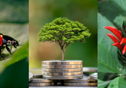 Financement international de la biodiversité : où en est-on du fonds dédié décidé lors de la COP 15 ?