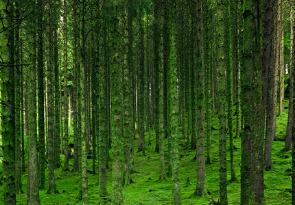 L’Examen mondial de la biodiversité à la COP 17 : points essentiels et leviers d’impact