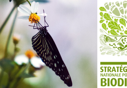 How to give the French National Biodiversity Strategy the necessary force?