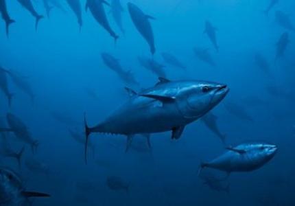 Meeting global demand for tuna while guaranteeing its sustainable management: an impossible challenge