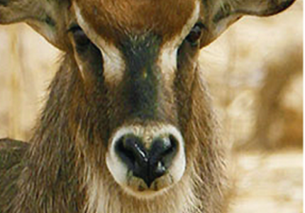 IUCN World Conservation Congress: Innovating for biodiversity conservation in protected areas