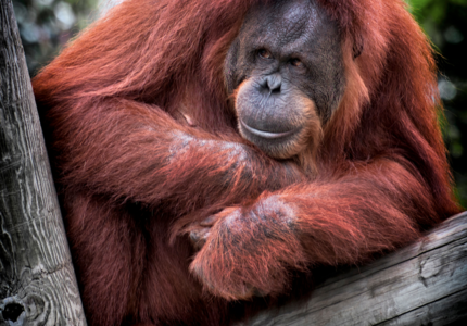 A monkey on the back of Davos