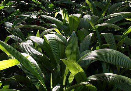 Biodiversity-related access and benefit sharing: dreams and realities through the prism of the French biodiversity bill